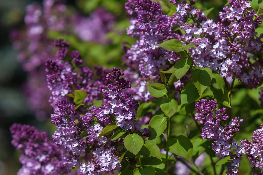 Blooms of French Lilac Photograph by Jenny Rainbow