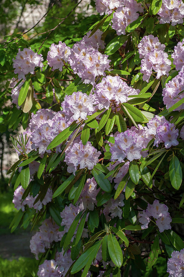 Blooms of Rhododendron Album Novum Photograph by Jenny Rainbow