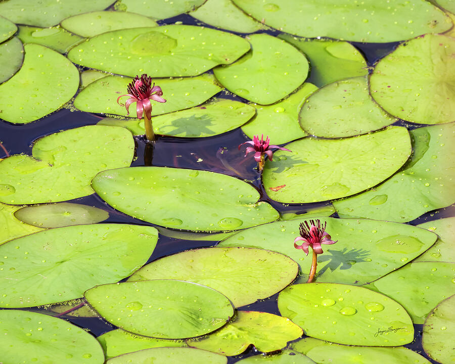 Blooms Of The Watershield Photograph by Jurgen Lorenzen