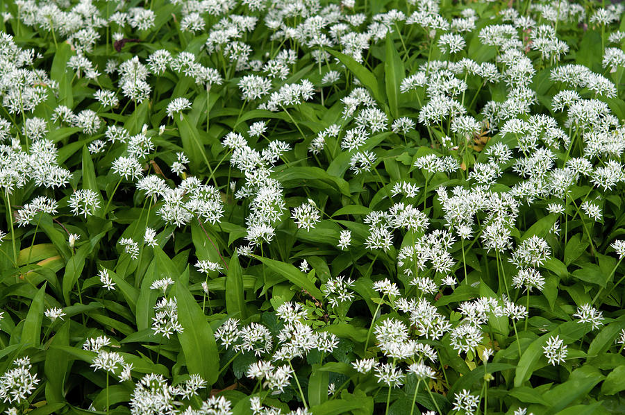 Blooms of Wild Garlic Photograph by Jenny Rainbow