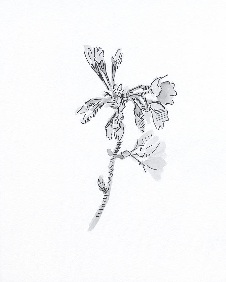 Spring Drawing - Blossom 232803 by Chris N Rohrbach