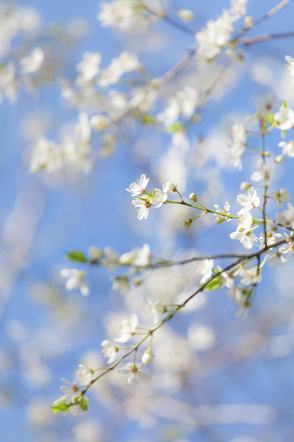 Blossom and Blue Skies Photograph by Anita Nicholson