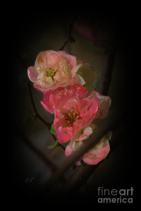Blossom Beauty Photograph by Elaine Teague