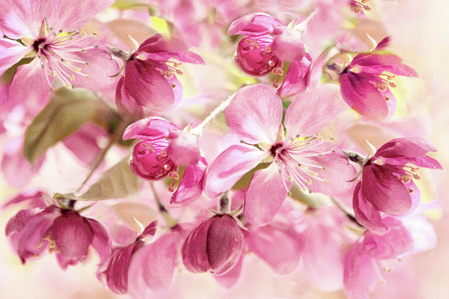 Blossom Beauty Photograph by Jessica Jenney