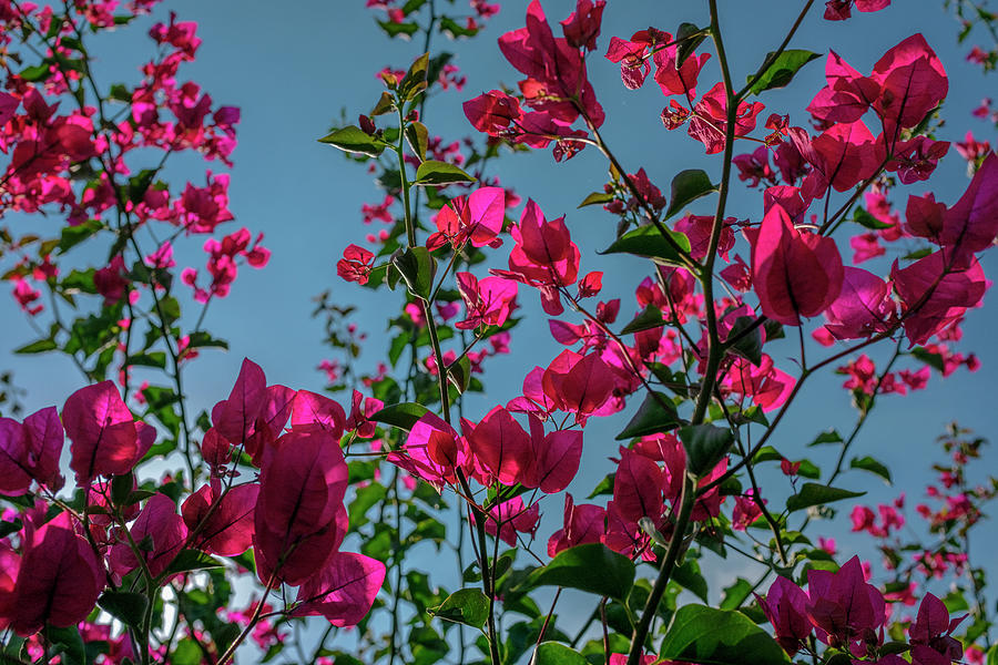 Blossom Photograph by Dubi Roman