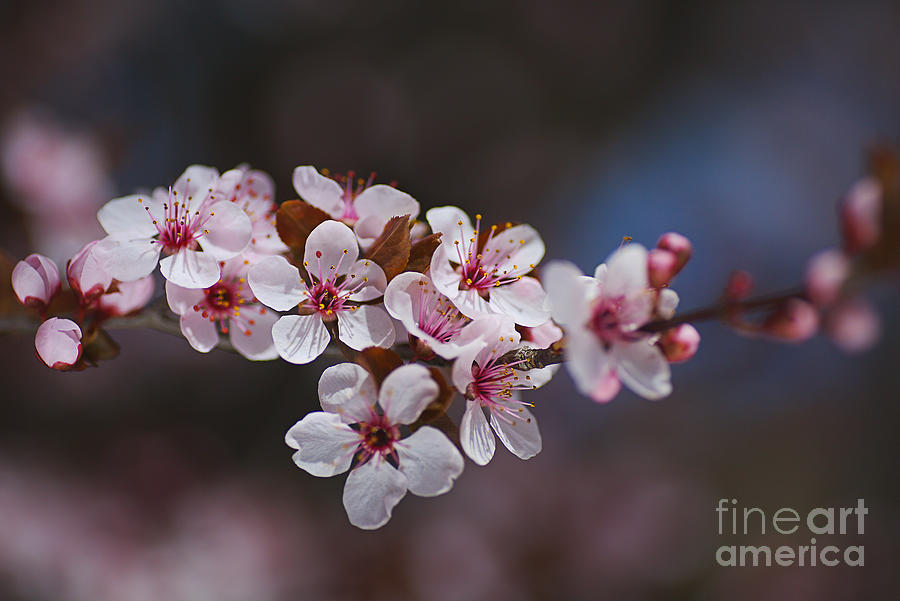 Spring Photograph - Blossom Eyelash Beauty by Joy Watson