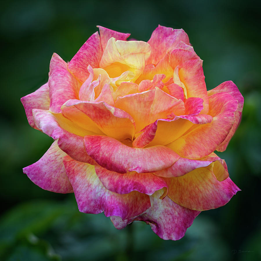 Blossom from Manito Park's Rose Garden Photograph by David Sams - Fine ...