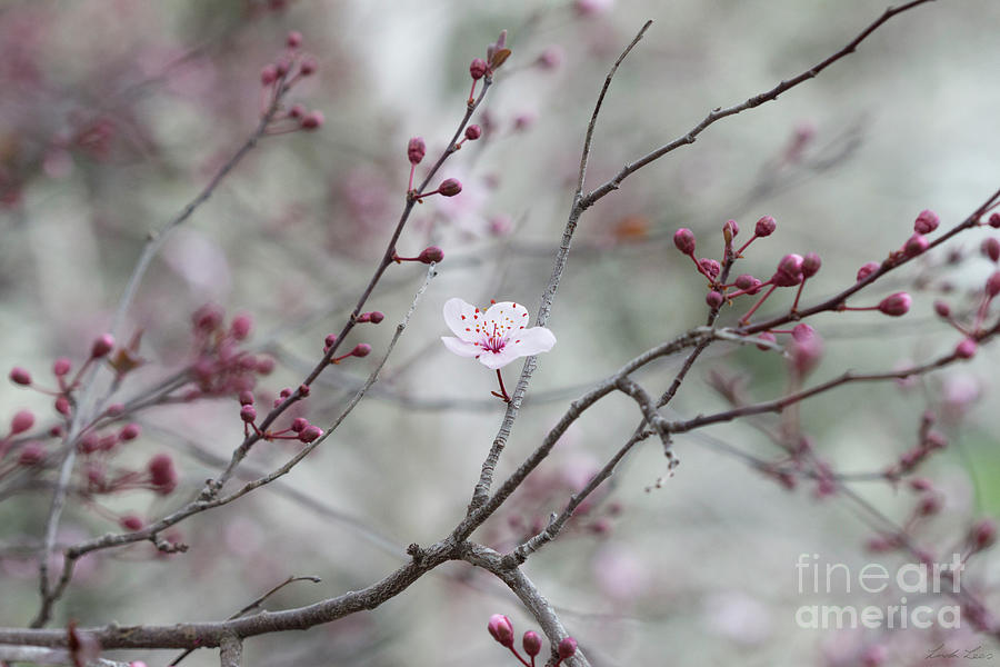 Blossom in the Mist Photograph by Linda Lees