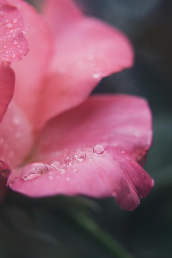 Blossom in the Rain Photograph by Stephanie Hollingsworth