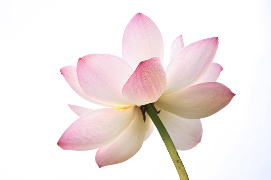 Blossom lotus flower Photograph by Caoyu36