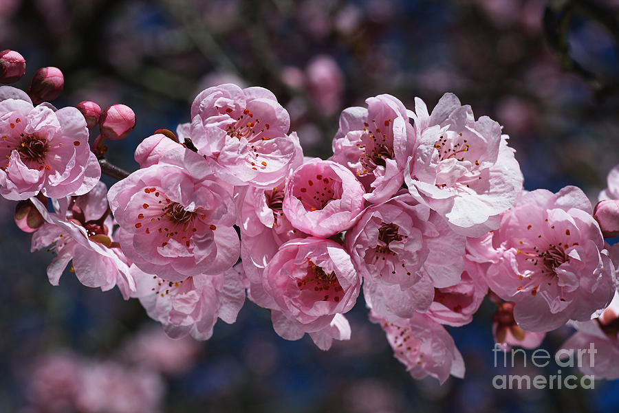Flower Photograph - Blossom Loving Spring by Joy Watson