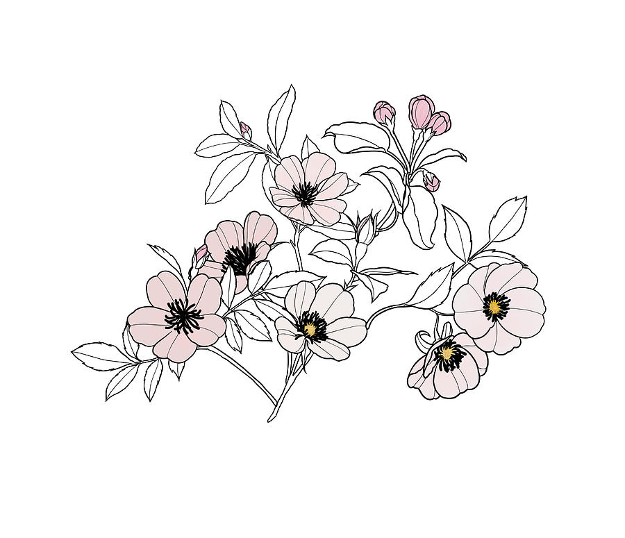 Blossom Drawing by Masha Batkova