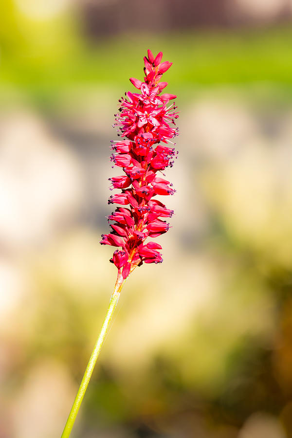 Blossom of a red knotweed flower Photograph by Manfredxy