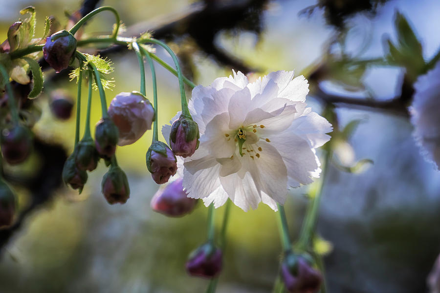 Blossom of Hope in a Cruel Spring Photograph by Belinda Greb