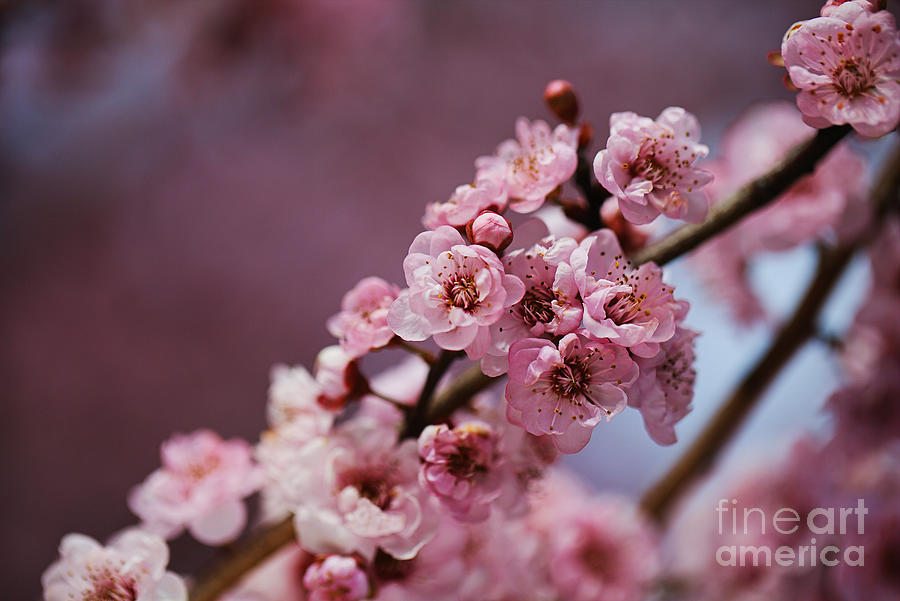 Blossom On The Tree Photograph by Joy Watson