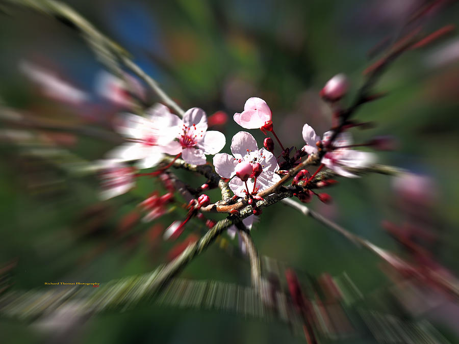 Blossom Photo Art Photograph by Richard Thomas
