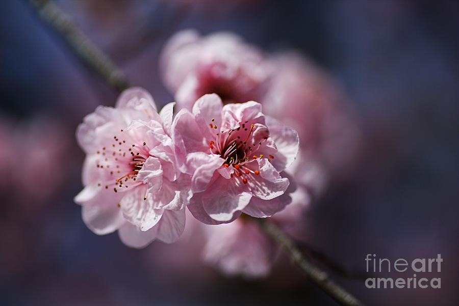 Blossom Pinks And Blue Photograph by Joy Watson