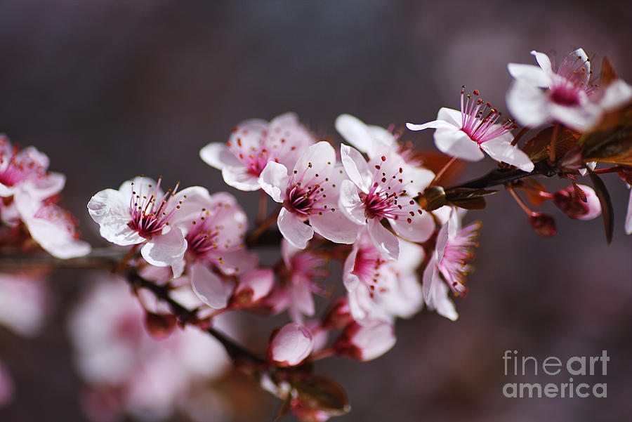 Blossom Pinks Photograph by Joy Watson