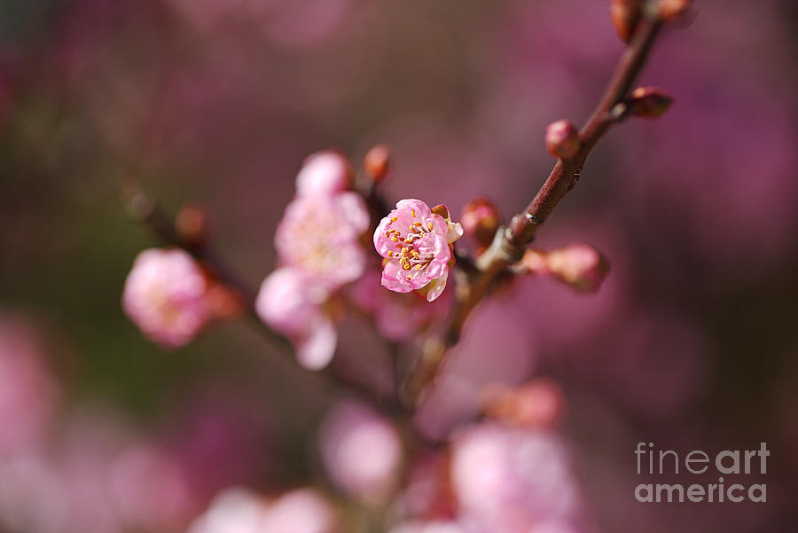 Blossom Prunus Pink Photograph by Joy Watson