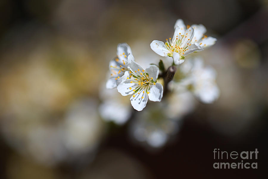 Nature Photograph - Blossom Spring Hints  by Joy Watson