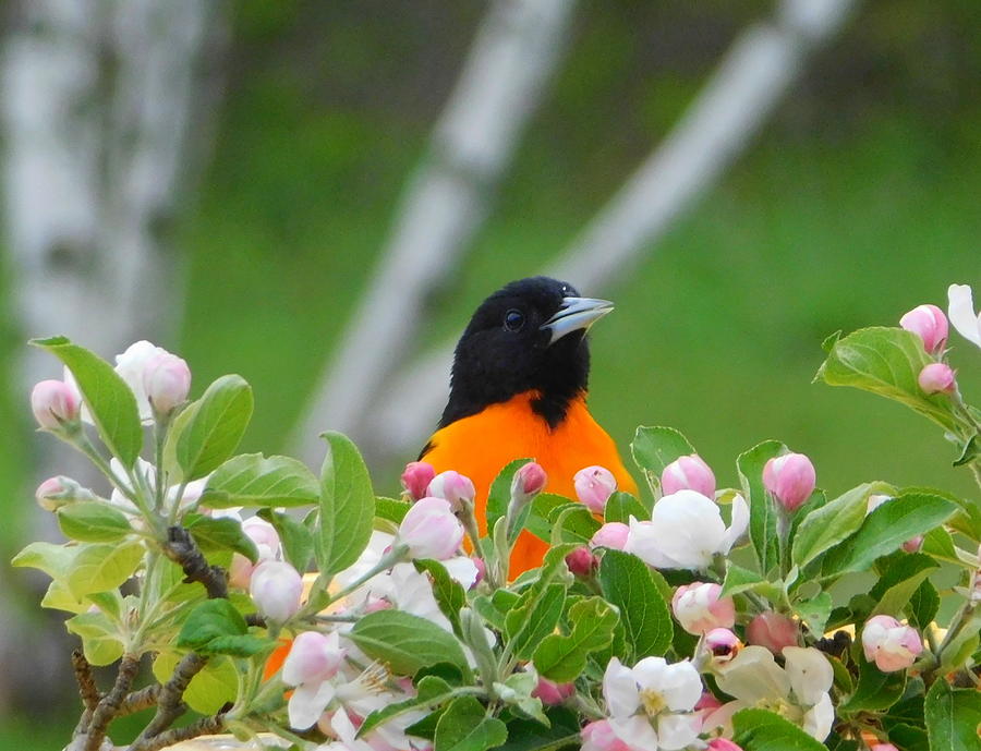 Baltimore Orioles Photograph - Blossom time by Karen Cook