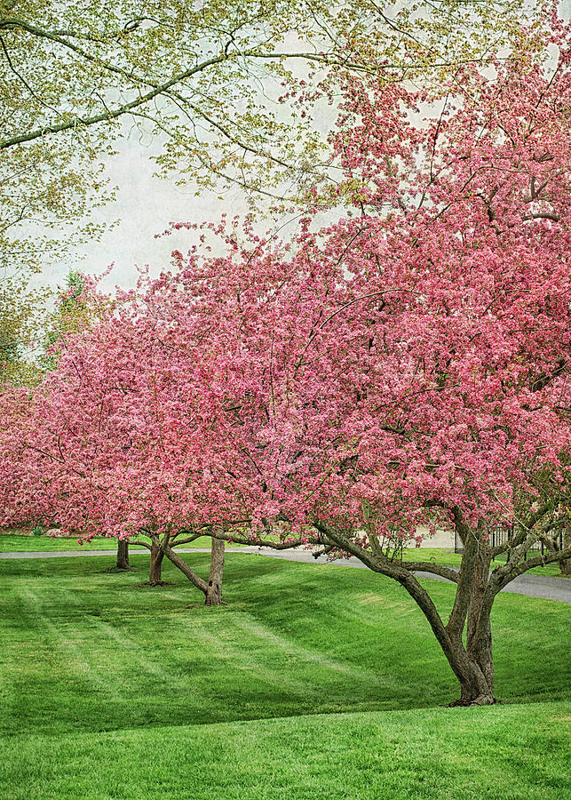 Blossom Time Scenes Around A Small Town Photograph by Kathi Mirto