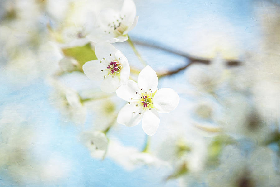 Blossom Way Photograph by Kim Carpentier