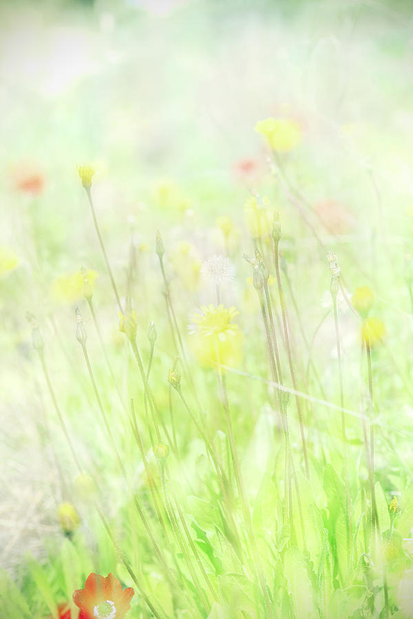 Flower Photograph - Bright Blossom by Dubi Roman
