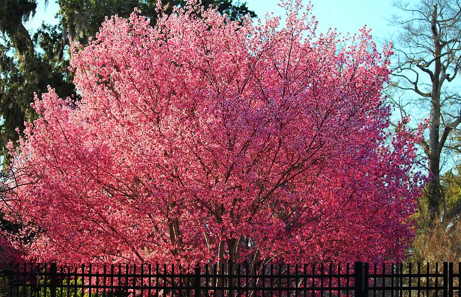 Blossomed Pink Cherry Tree Photograph by Cynthia Guinn