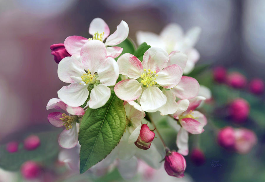 Cherry Tree Blossoms With Buds Photograph by Sandi OReilly