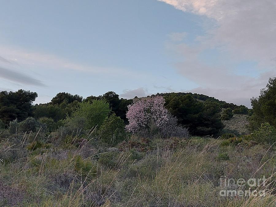 Blossoming almond tree in Torremolinos Photograph by Chani Demuijlder
