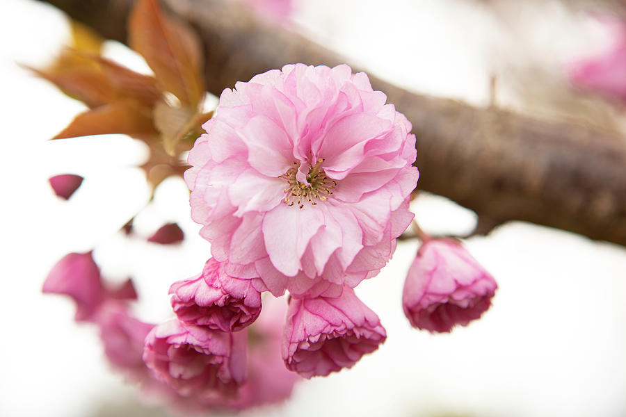 Blossoming Cherries Photograph