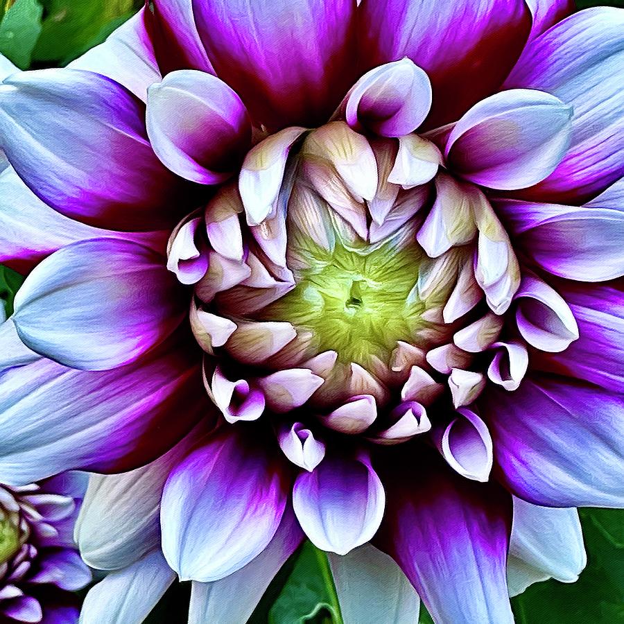Flower Digital Art - Blossoming Flower Definition by Pamela Storch
