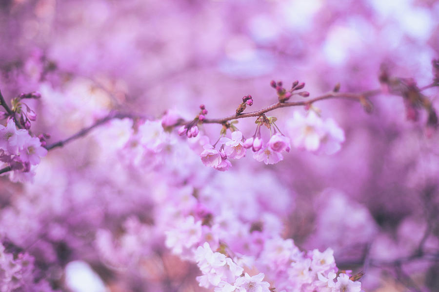 Cherry Blossoms Photograph - Blossoming memories by Kunal Mehra
