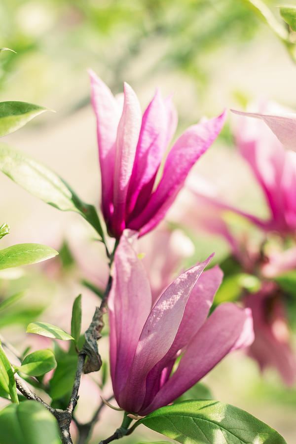 Blossoming of pink magnolia flowers in spring time Photograph by TorriPhoto