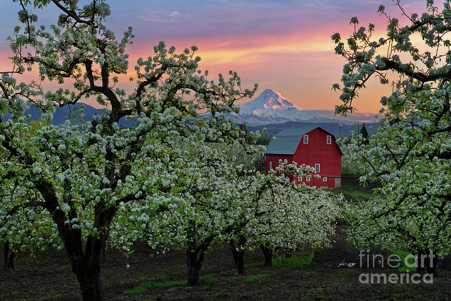 Blossoming Pear Orchard with Red Barn near Mount Hood Photograph by Tom Schwabel