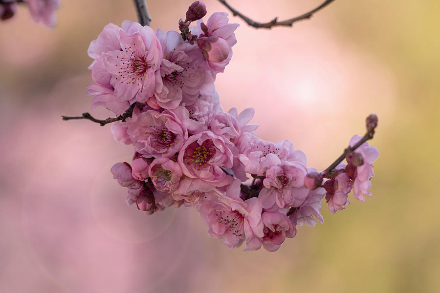 Blossoming Pink Sprig Photograph by Vanessa Thomas