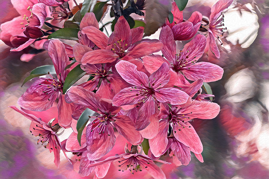 Blossoming Pinks Photograph by Vanessa Thomas