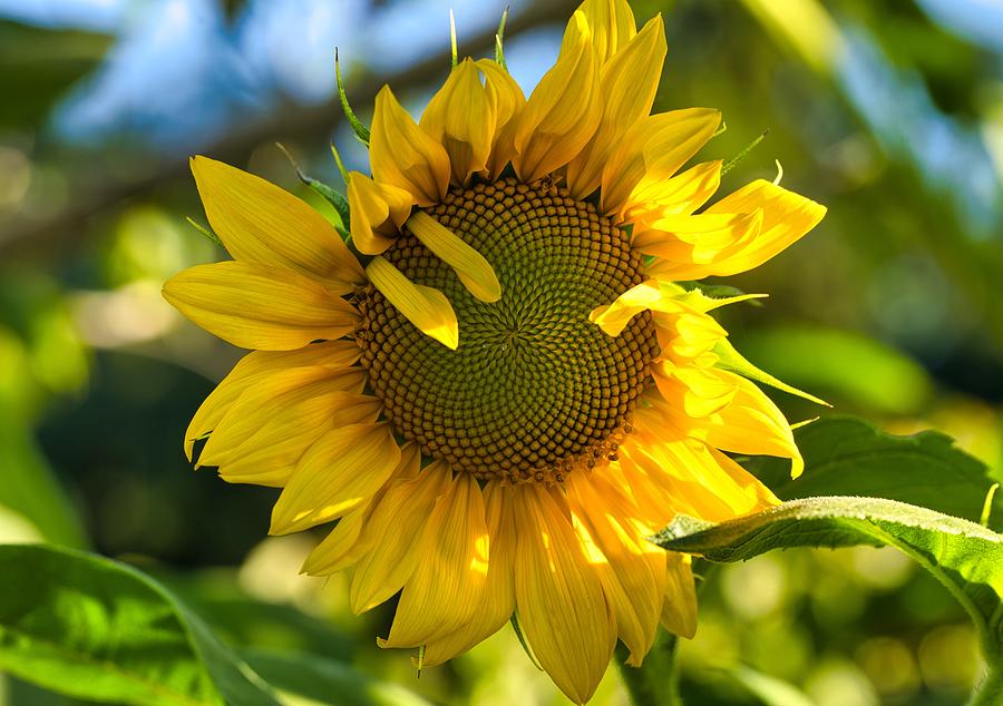 Blossoming sunflower Photograph by Lynn Hopwood
