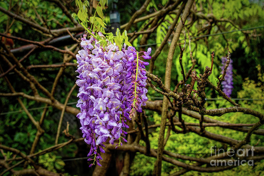 Blossoming Wisteria in Rain Photograph by Diana Mary Sharpton