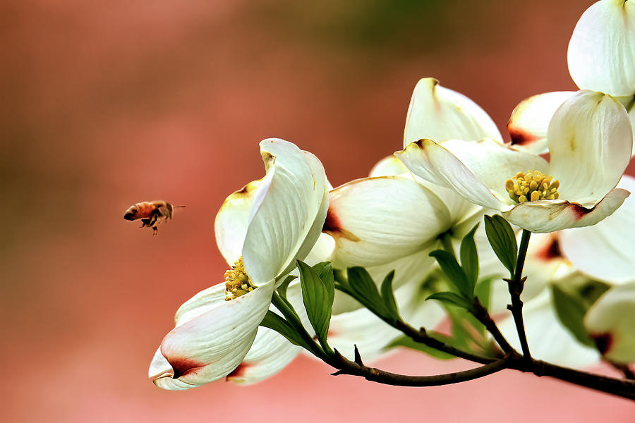 Flower Photograph - Blossoms And Bee by Geraldine Scull