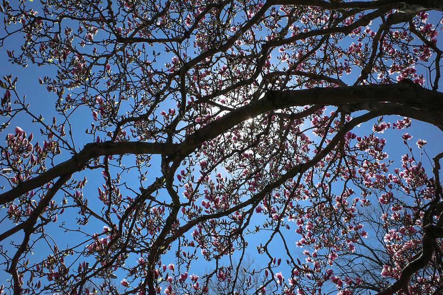 Blossoms and Blue Sky Photograph by Cornelis Verwaal