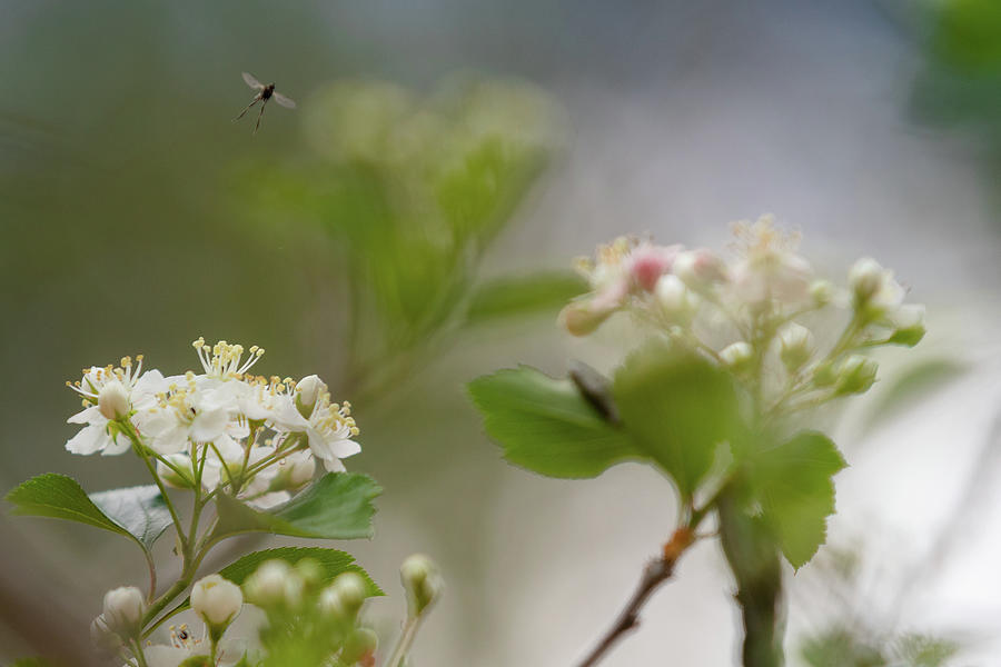 Blossoms and Bugs Photograph by Joni Eskridge