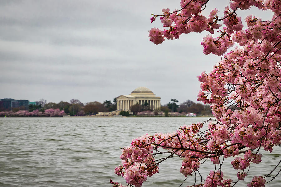 Blossoms and Cloudy Photograph by Bill Chizek
