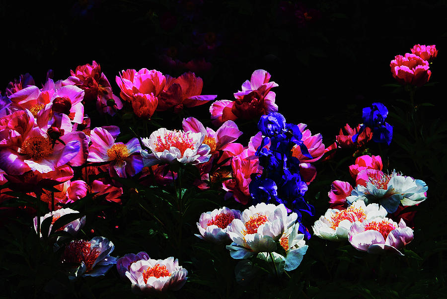 Blossoms and shadows Photograph by Bill Jonscher