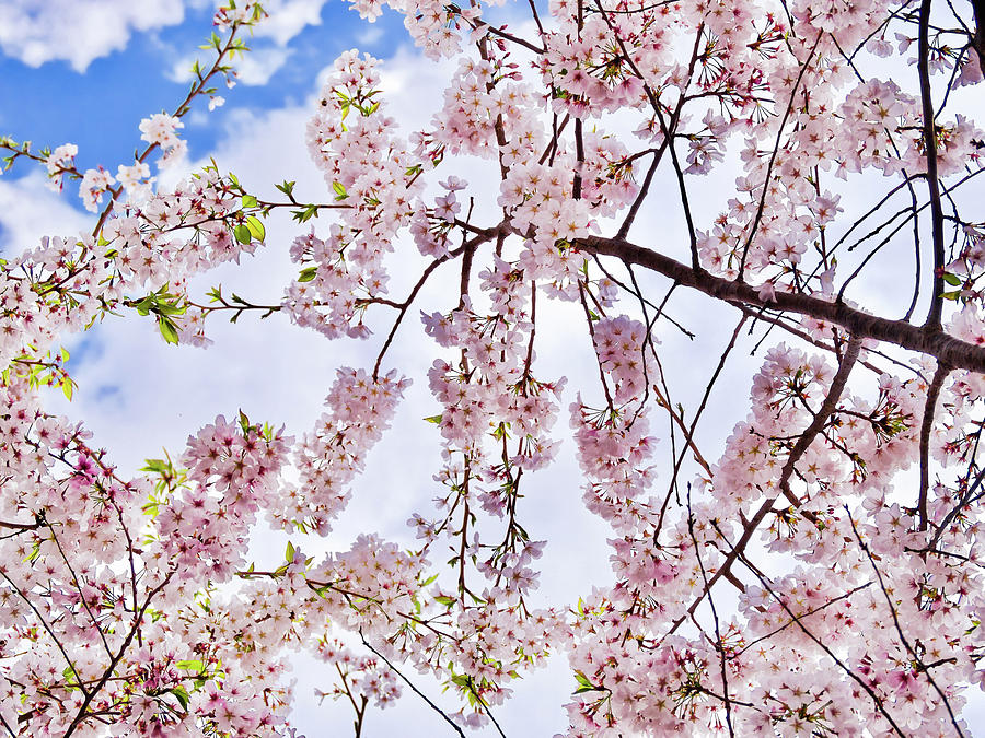 Blossoms and Sky Photograph by Rachel Morrison