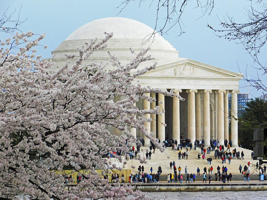 Blossoms at Jefferson Memorial in DC Photograph by Emmy Marie Vickers