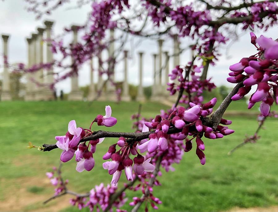 Blossoms at the National Arboretum  Photograph by Lois Ivancin Tavaf
