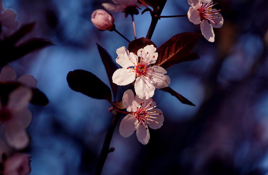Blossoms Photograph by Caryn La Greca