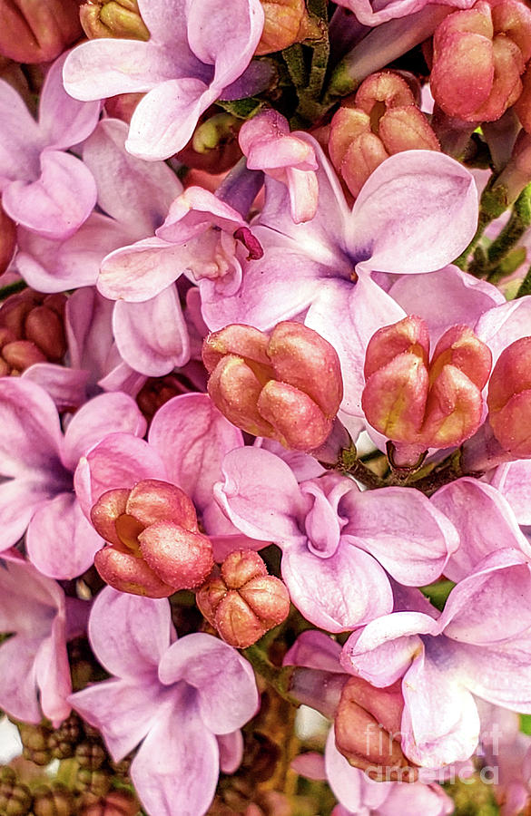 Blossoms, Flower, Flowers, Floral, Pink, Photograph by David Millenheft